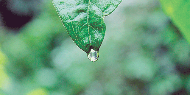 Leaf water droplet
